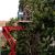Townsville Tree Services by Carolina Tree Service